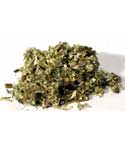 Mugwort cut 1oz (Artemisia Vulgaris) - Click Image to Close